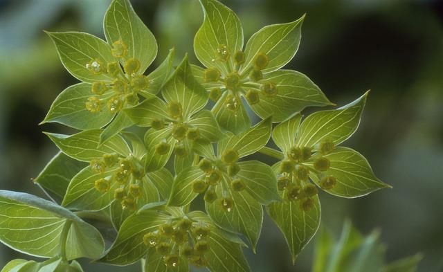 这种草长在向阳山坡和草原,能治感冒咳嗽!应用