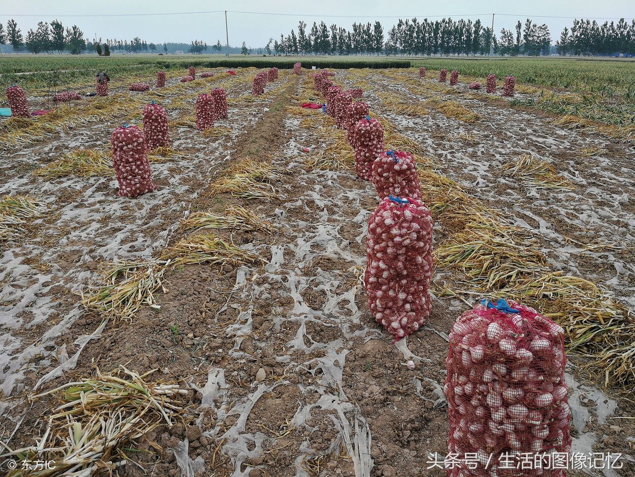 大蒜价格持续低迷，农民大哥7.5亩地大蒜卖了300多块钱，无奈