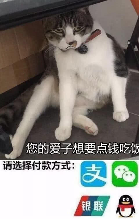 过年萌宠图片:大全,你的小可爱想要一点周星驰搞笑的表情妈妈图片