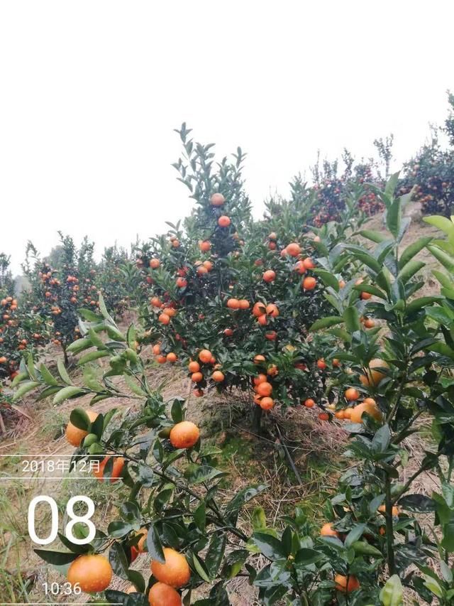 做好柑橘全程解决方案,让果园年年大丰收