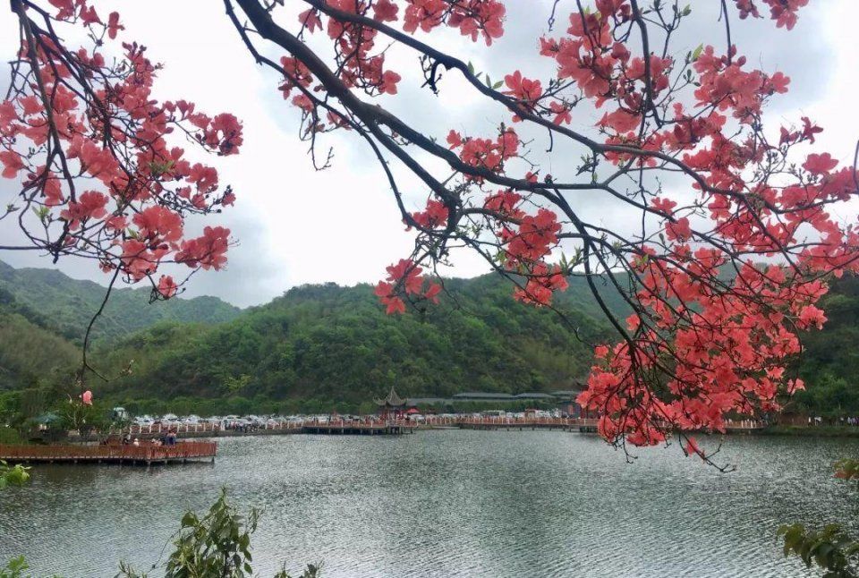 阳明山十万亩杜鹃燃爆 “五一”小长假 本周末仍是最佳花期