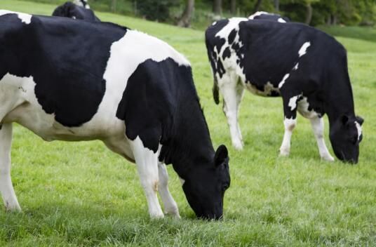 2018养牛补贴政策出台了吗?多少钱?怎么申请