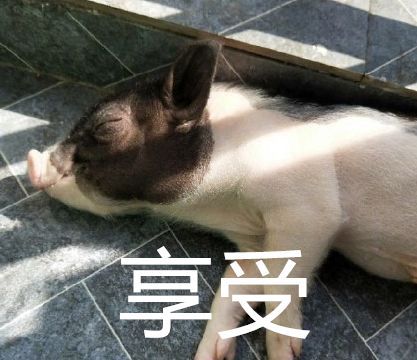 爆笑!小猪佩奇看多了?女生寝室养猪被通报…