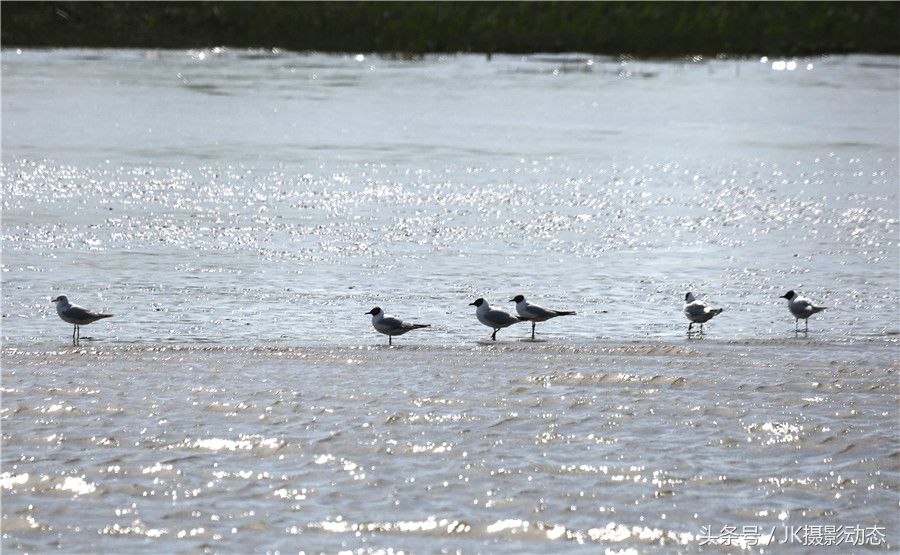 黑嘴鸥、翘鼻麻鸭在辽河绿水湾风景区栖息享受初夏暖阳