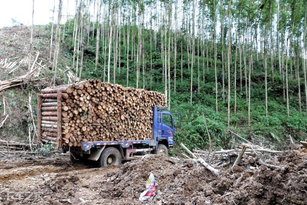 跟老司机一起去深山老林拉木材，一车能挣900块