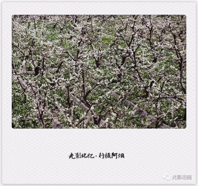 亲，你见过脆李花吗？