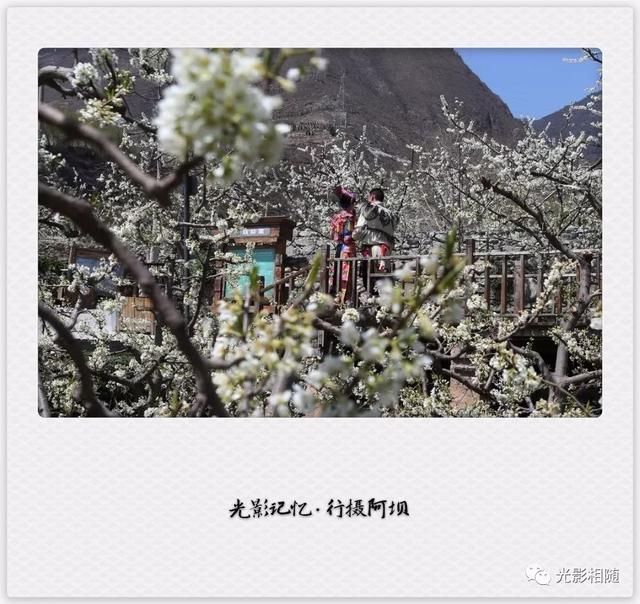 亲，你见过脆李花吗？