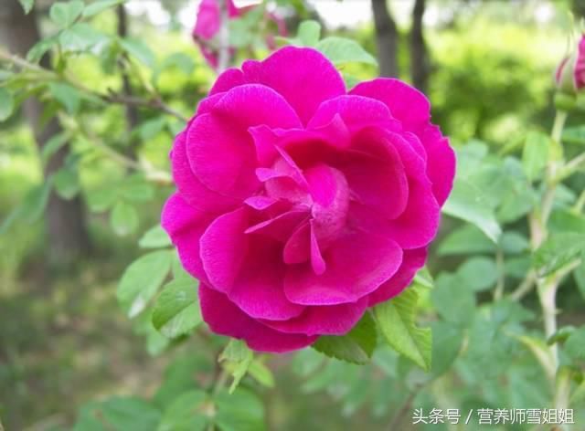 蒲公英泡水虽好,不是人人都能喝,解读蒲公英哪