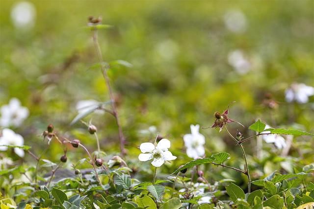 农村山上经常看到这种花，结得果我们叫“野草梅”，你知道它吗？