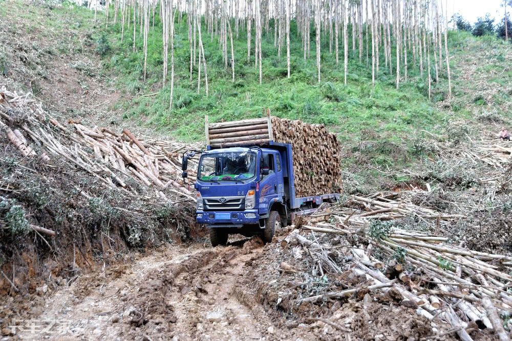 跟老司机一起去深山老林拉木材，一车能挣900块