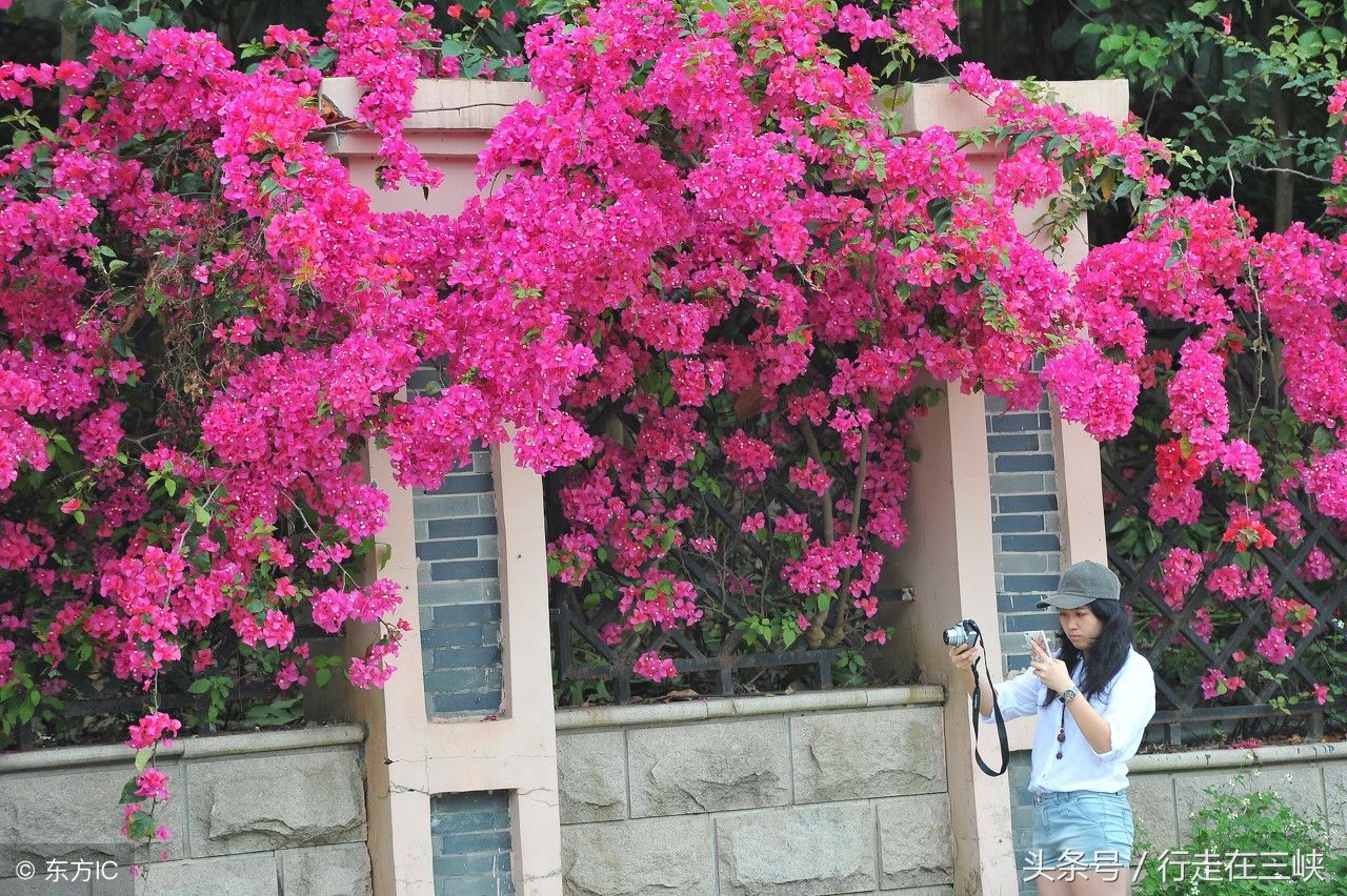 三角梅花开成瀑，花团似锦姹紫嫣红