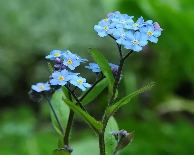 盘点十二星座的诞生花、幸运花和守护花，对号入座瞧瞧！