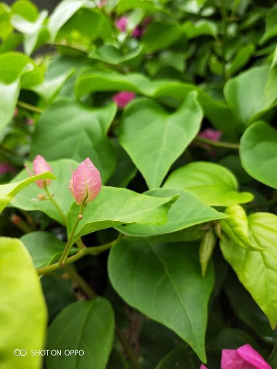 OPPO R15的AI智能拍照,让你感受大师的摄影风采