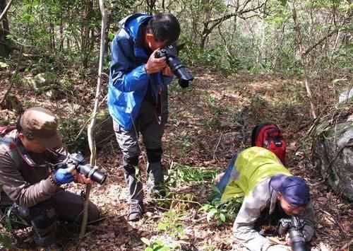 农村这种野花，一生只有一片叶子相伴，别看它孤单，如今很受青睐