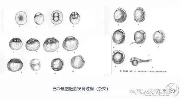 巴沙鱼或要引爆华南水产养殖业