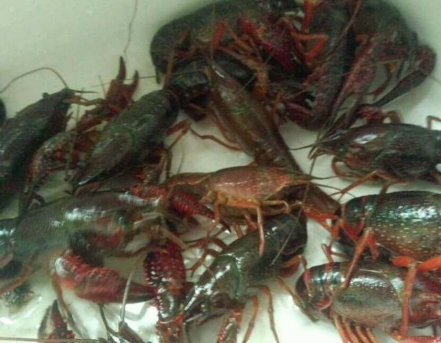 小龙虾重金属含量这么高,竟有人还说它营养价