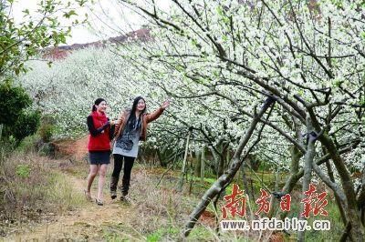 到韶关过大年:这些花儿已经开好了，约么?