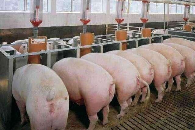 如果猪价就此低迷下去，不再上涨，养猪业会怎么样？