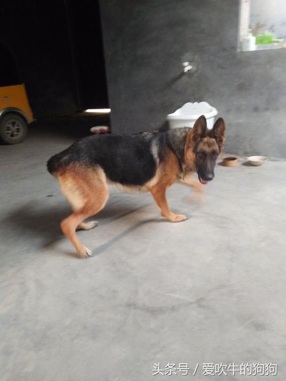 这才是老版平背德牧!现在民间大多是弓背了,锤