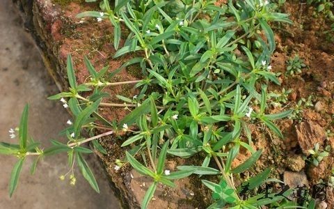 换跖疣能变成尖锐湿疣吗