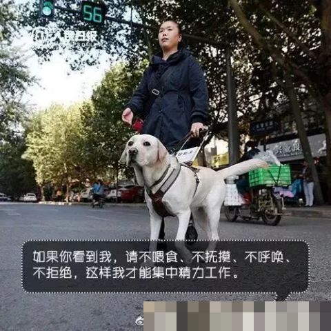 男子地铁不听劝阻多次骚扰导盲犬