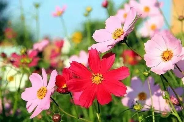 7月走进坝上、走进草原、走进盛夏的乌兰布统！