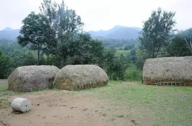 怀念三十年前枣庄农村割麦的童年！看着看着哭了