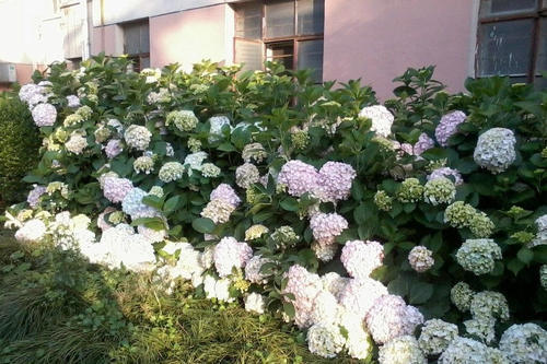 绣球夏天难养?换到这个时间段浇水,小绣花没几