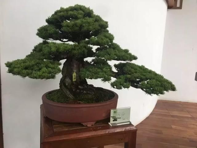 135件！绝美的盆景盛宴等你来！