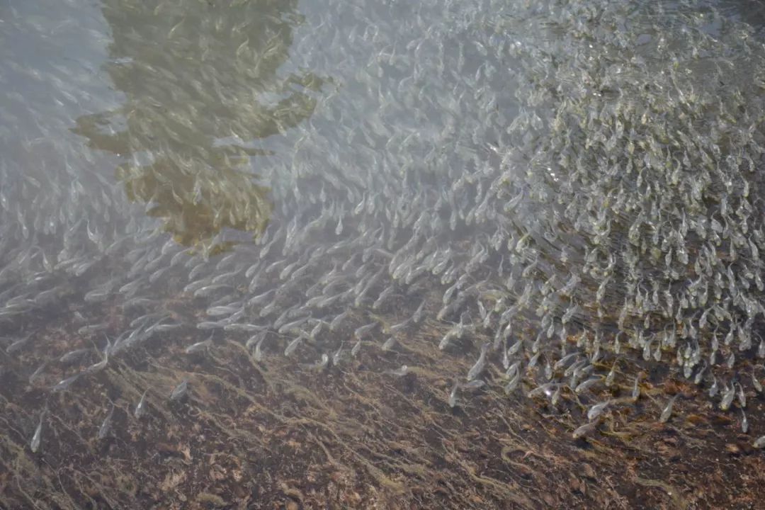 t01dd0355268a85226a.jpg