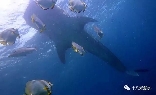 走肾系:潜水员对潜水的感悟,一本正经到吓人