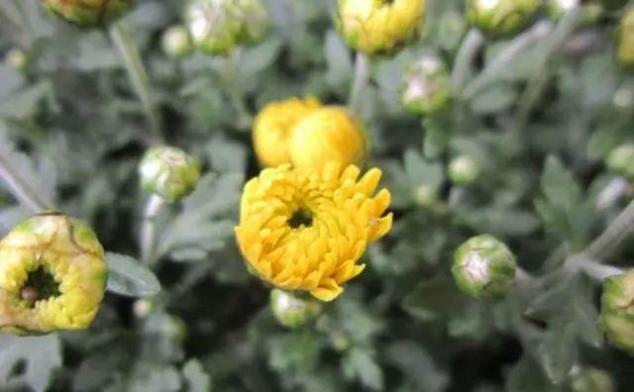 口干、口苦、口臭,肝火旺,用它泡水喝,三天见效