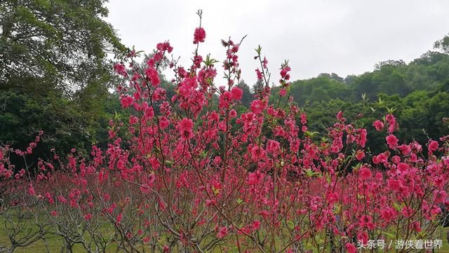 深圳踏青：莲花山公园的桃花正在绽放 你到底约不约？