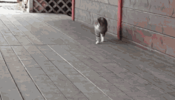 爆笑GIF: 只有养狗的人才懂洗狗的痛!