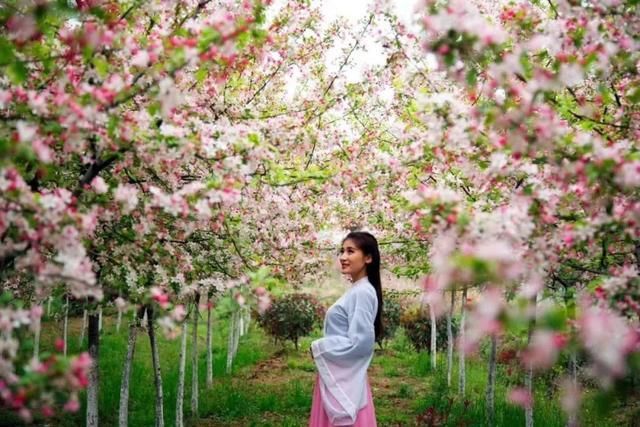 合肥第四届海棠花海赏花节即将开幕!