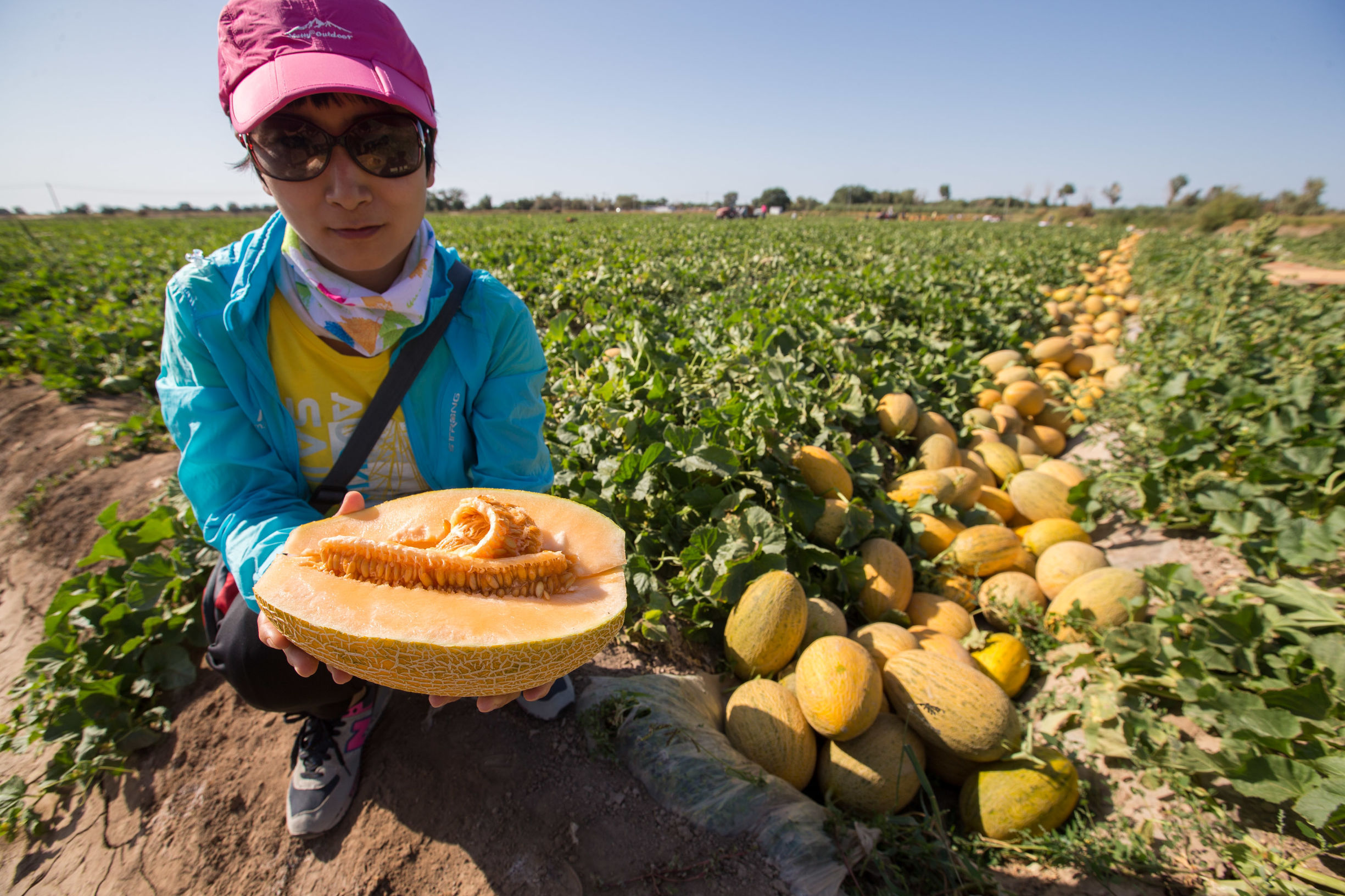 农民种的哈密瓜,当地比白菜还便宜,一斤只卖5