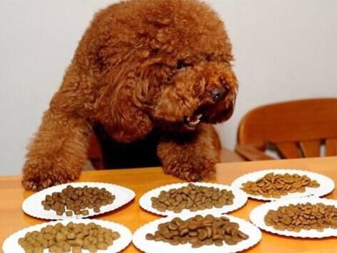 一天该给狗狗喂多少狗粮?