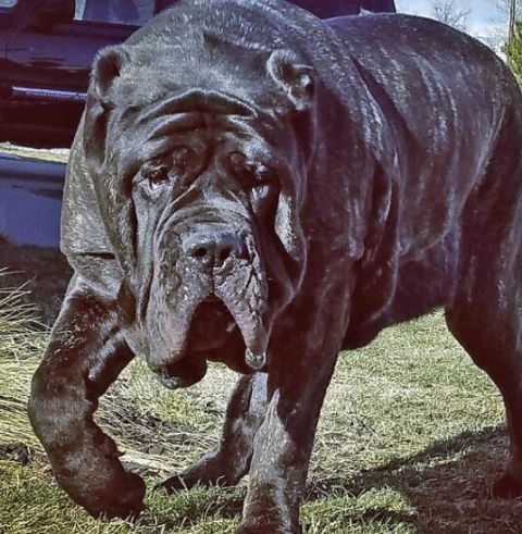 这是世界上最大的狗,站起来比成年人还要高