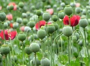 世界四大毒品产地,那一带地区人们的生活是这