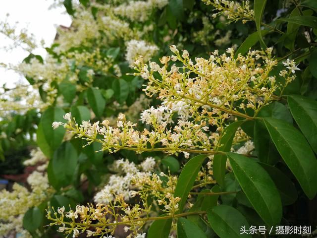 花卉欣赏：暴马丁香，花香扑鼻，寺院多以此替代菩提树