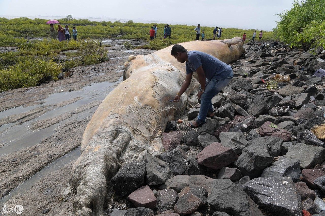 十多米长的蓝鲸尸体被冲上海滩，专家提醒因气温过高会发生爆炸