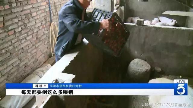 简阳大片西红柿滞销 村民无奈喂猪“都愁成苦瓜脸了”