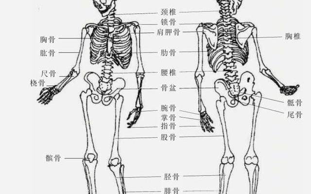 自卫学习擒拿中的分筋错骨 了解人体运动系统