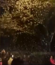 游客在武汉大学校内摇树人为制造樱花雨,武大