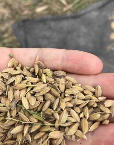 宁波市象山县400亩海水稻完成收割 平均亩产8