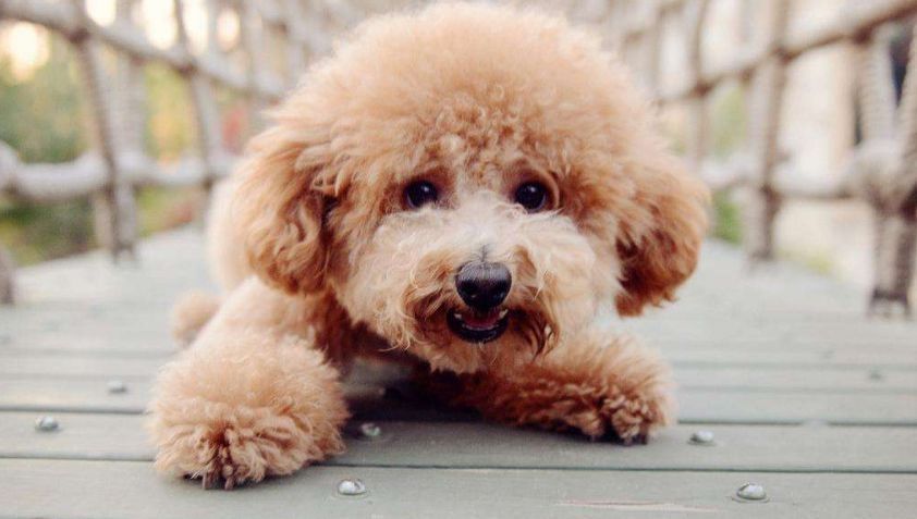 2018狗年犬系老公大分类,单身的可千万别找