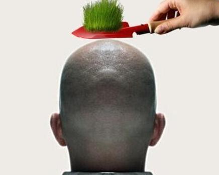 奉献了植发, 它的成功率比较大吗?