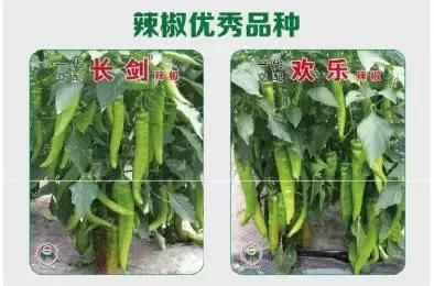 推荐秋茬西红柿选啥品种好？