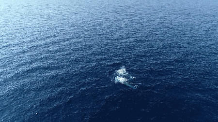 国内首次拍摄到布氏鲸水下影像
