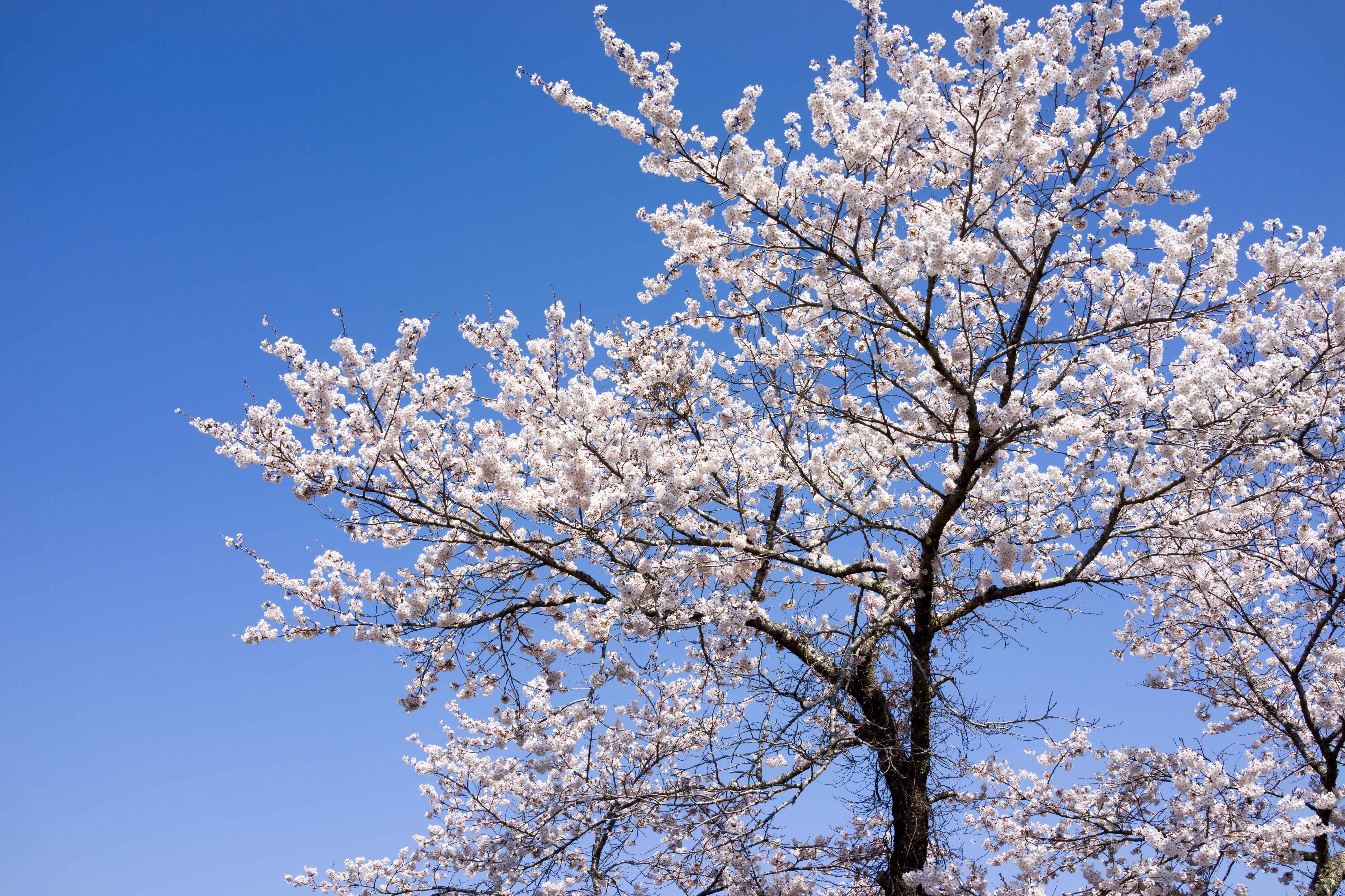 人间四月天,最美樱花季,带你徜徉日本富士山的